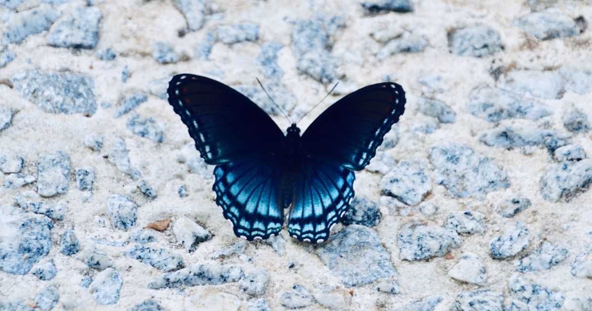 butterfly release poems