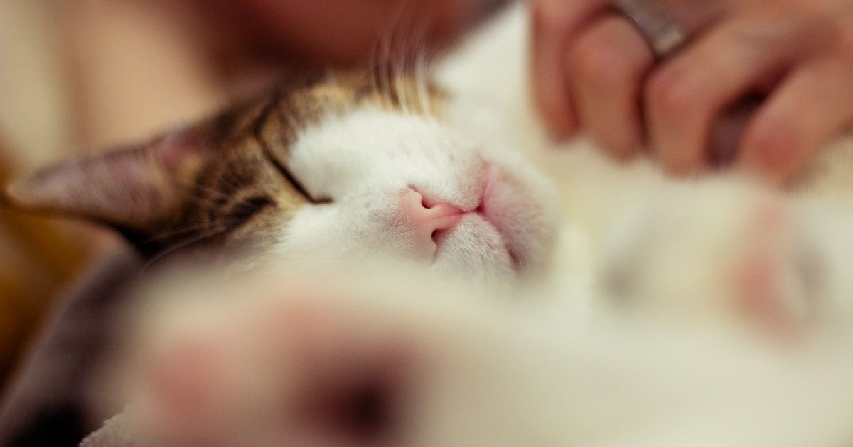 Goodnight poems for a friend